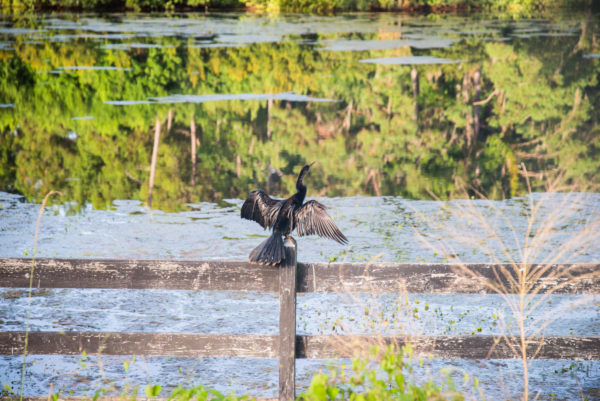 Black bird with wings outstretched on fence by water