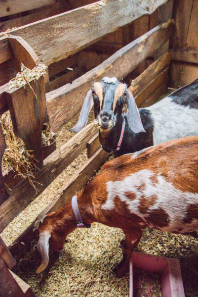 Black and white goat and brown and white goat eating hay