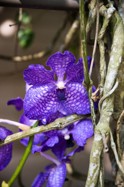 Dark purple orchids with brown vines