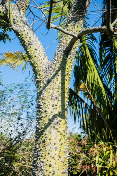 Palm tree with grey spikes covering trunk