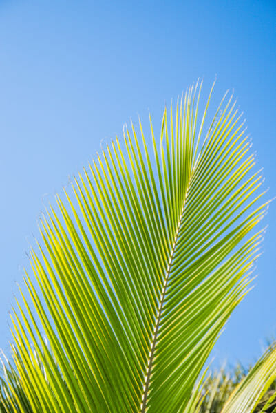 Close up of a palm frond