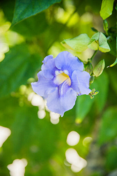 Light purple flower on vine at Naples Botanical Gardens
