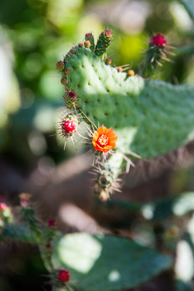 Cactus with small orange and pink flowers at Naples Botanical Gardens
