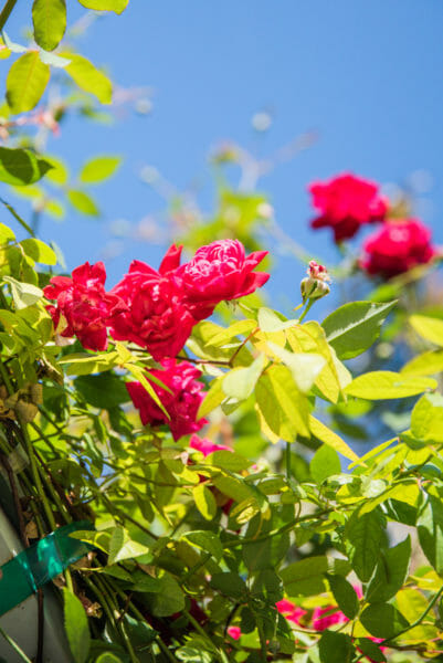 Bright pink roses on a vine against a blue sky at Naples Botanical Gardens