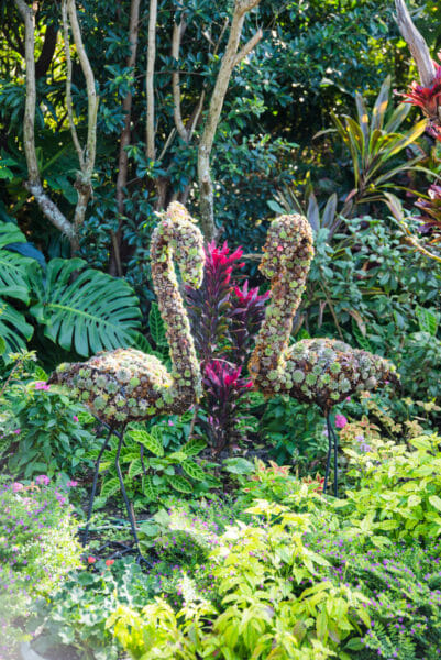 Succulents growing on forms of two flamingoes 