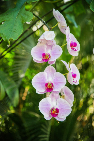 Light pink orchids with dark pink centers at the Naples Botanical Gardens