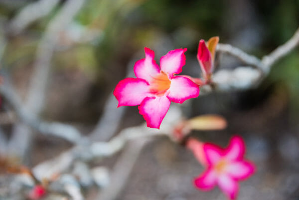 Pink flower with dark petal tips