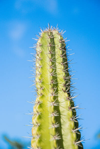 Tall green cactus against light blue sky