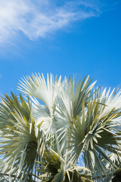 Light green palm fronds against a blue sky at Naples Botanical Gardens