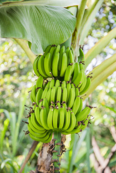 Large green bananas growing on a tree