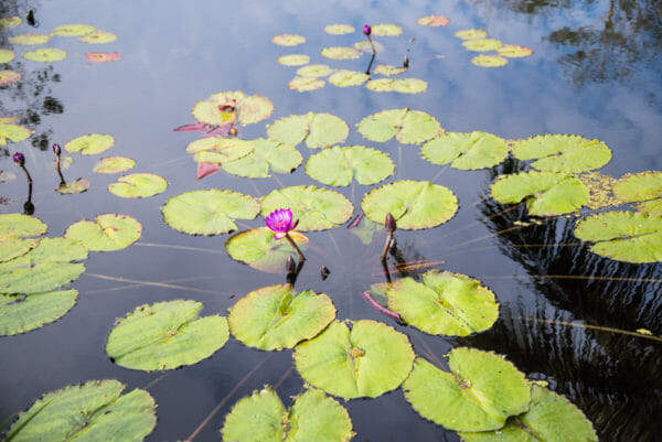 Purple lily centered in a group of lily pads in a pond