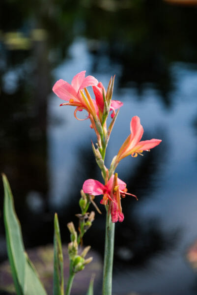Skinny light pink flower
