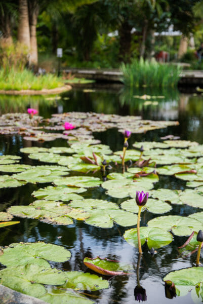 Purple flowers growing in lily pads on a pond