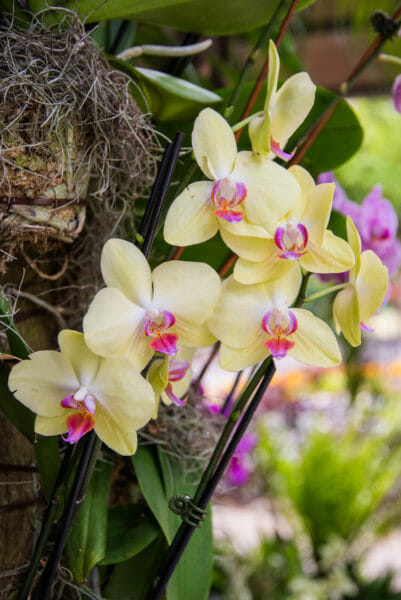 Yellow orchids with purple centers