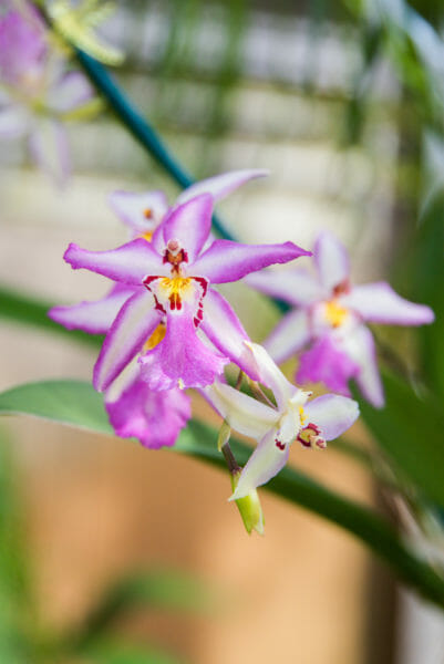 Purple and white orchids with yellow centers