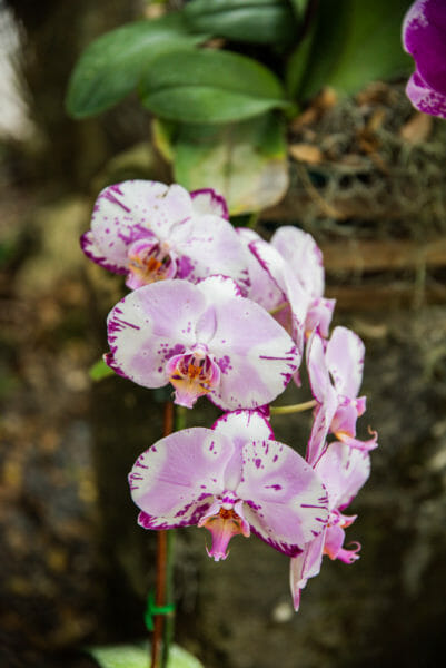 White orchids with purple edges
