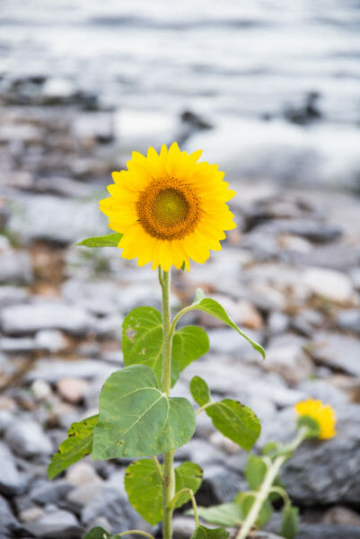 Sunflower growing through rocks by lake