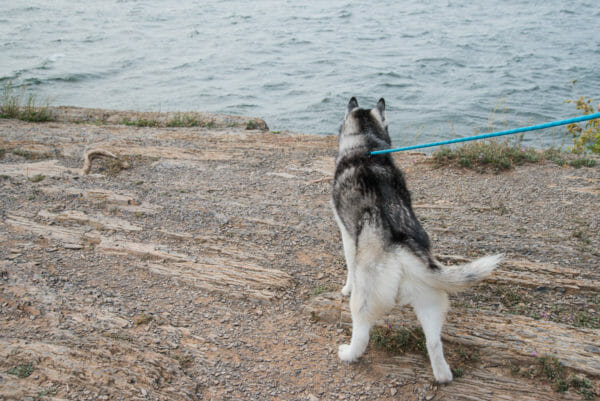 Siberian Husky at Point au Roche State Park in Plattsburgh, NY