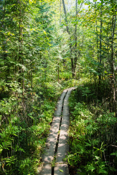 Hiking trail in forest at Grand Isle State Park, Vermont