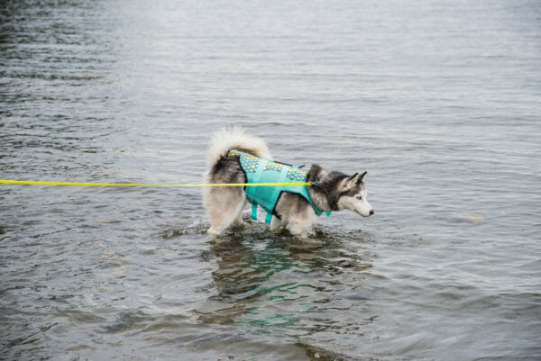 Siberian Husky swimming in Lake Champlain