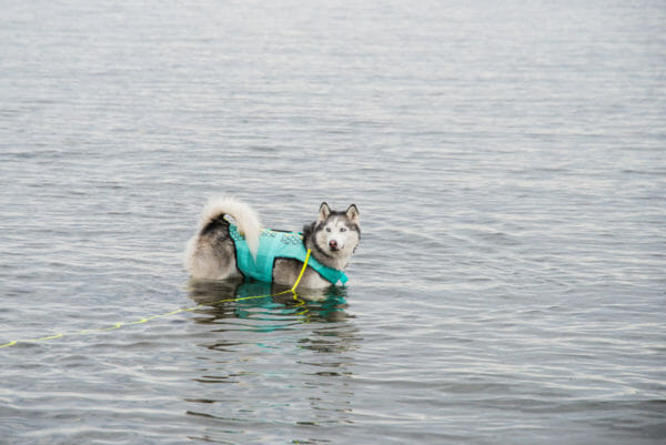 Husky in a teal life vest in a lake