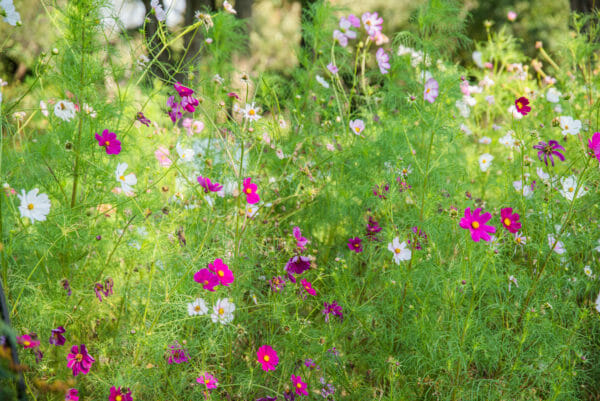 Purple and pink wildflowers
