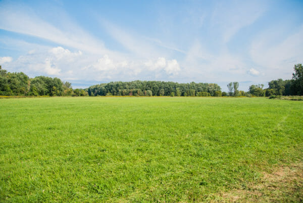 Field of green grass and trees at the Ethan Allen farm