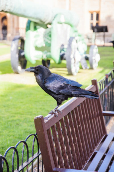 Raven perched on the back of a bench