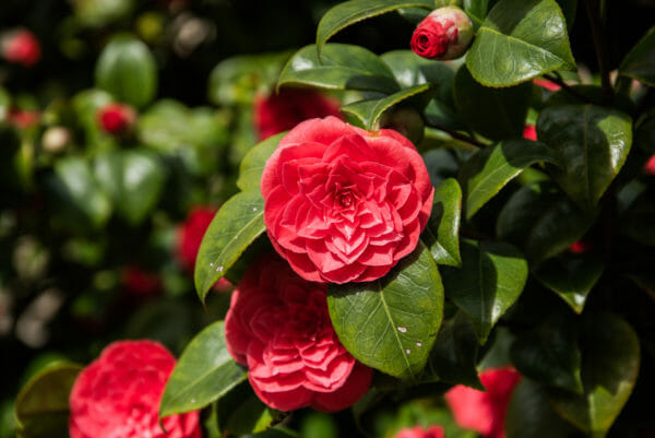 Red English rose