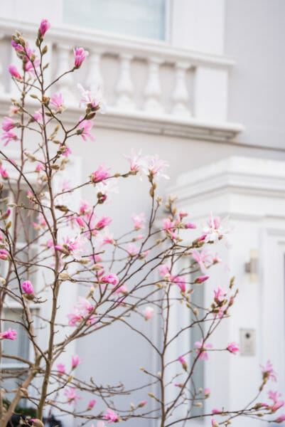 Pink magnolia flowers beginning to bloom