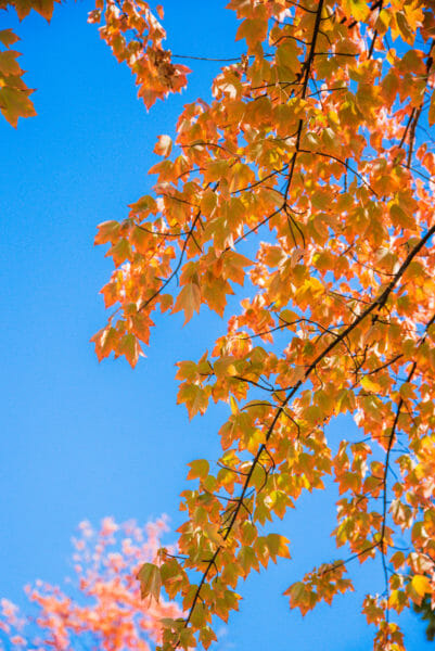 Orange leaves on a tree