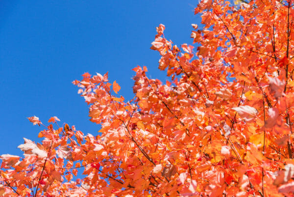 Orange leaves against a blue sky