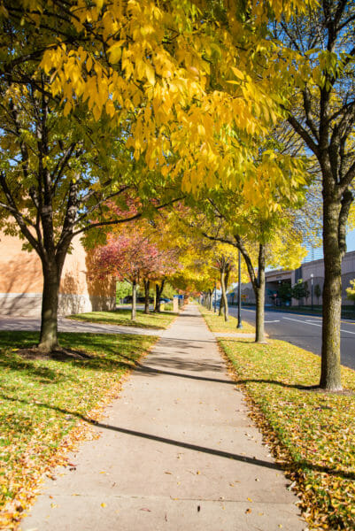 Trees with yellow leaves in Grand Rapids, MI