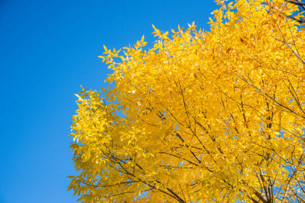 Tree with yellow leaves
