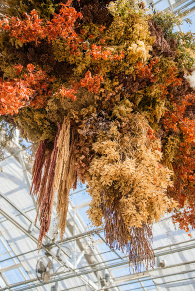 Orange flower decor hanging from greenhouse ceiling at Meijer Gardens