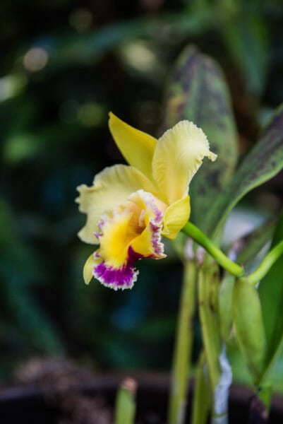 Yellow and purple orchid