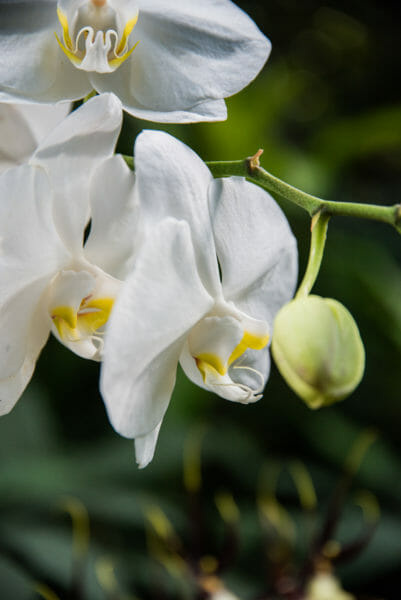 White and yellow orchids