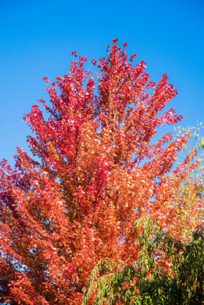 Tree with red and orange leaves against a blue sky at Meijer Gardens