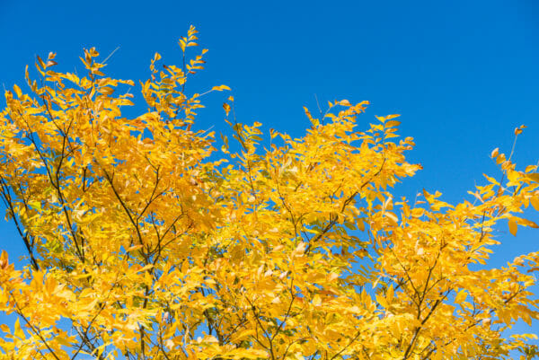 Yellow leaves against a blue sky