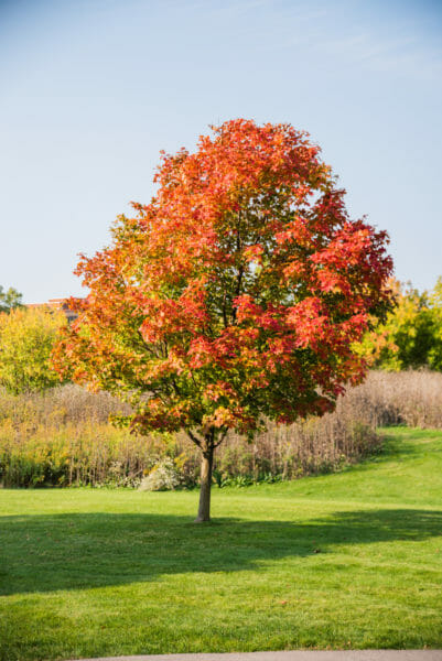 Tree with red and orange leaves
