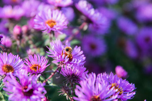 Purple flowers with a bumblebee