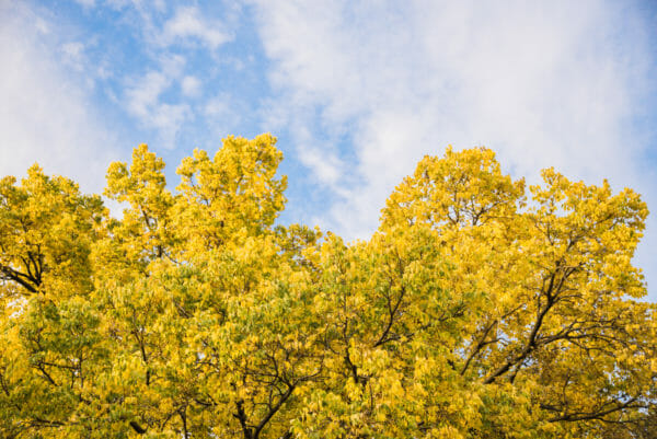 Tree with yellow leaves in Lincoln Park in Chicago