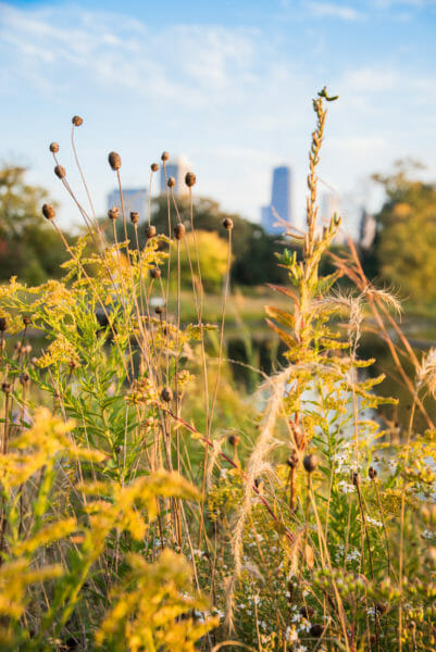 Grasses with Chicago skyline in background in Lincoln Park