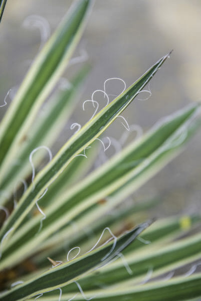 Closeup of green stalks on plant