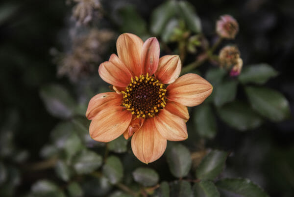 Closeup of small orange flower