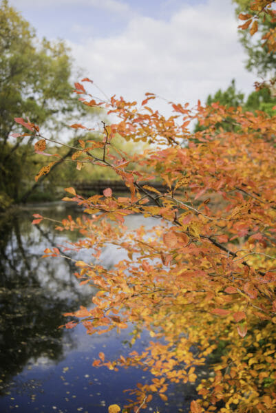Orange leaves on tree in front of pond