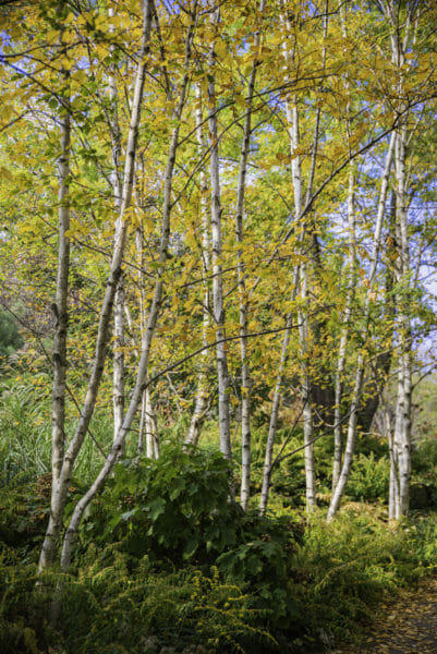 Birch trees with yellow leaves