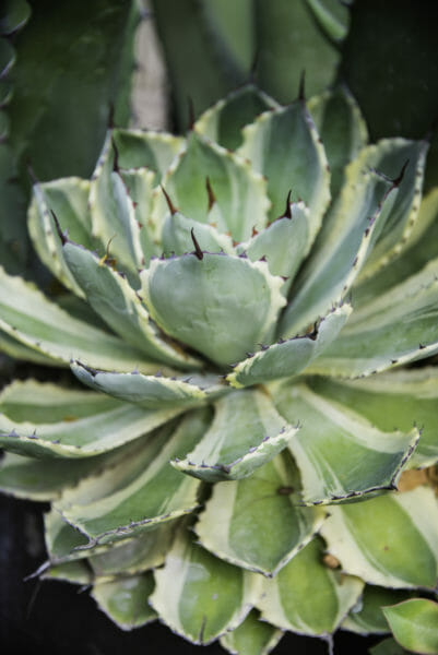 Closeup of green succulent