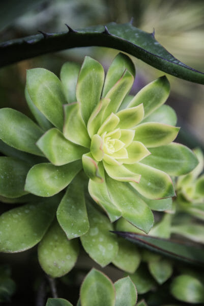 Closeup of green succulent