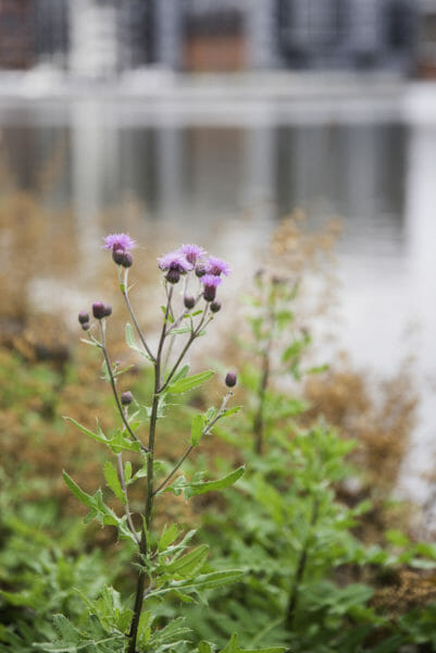 Purple clover by river